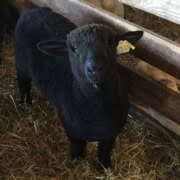 A black sheep