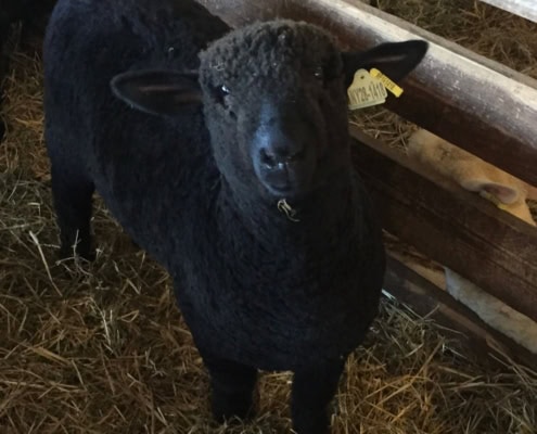 A black sheep